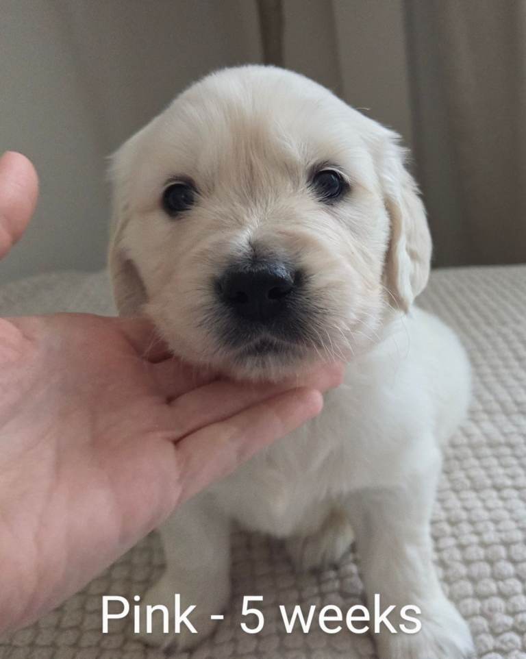 Golden retriever puppies *2x FEMALES REMAINING* 
