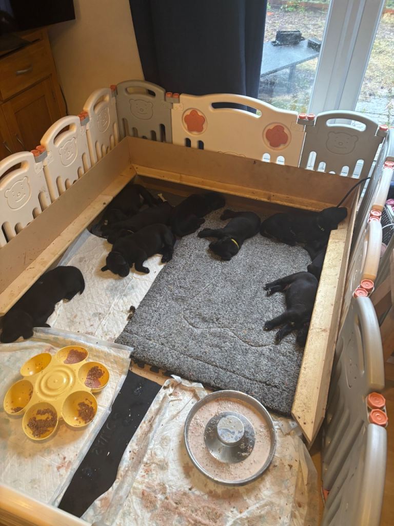 1/4 Dalmatian x 3/4 Labrador Puppies