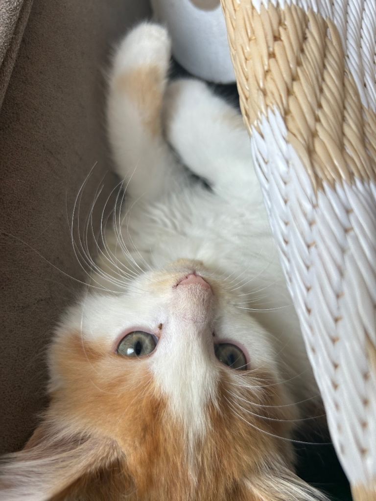 Litter from Mainecoon mother