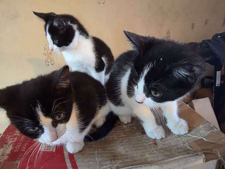 Three Female Tuxedo kittens.