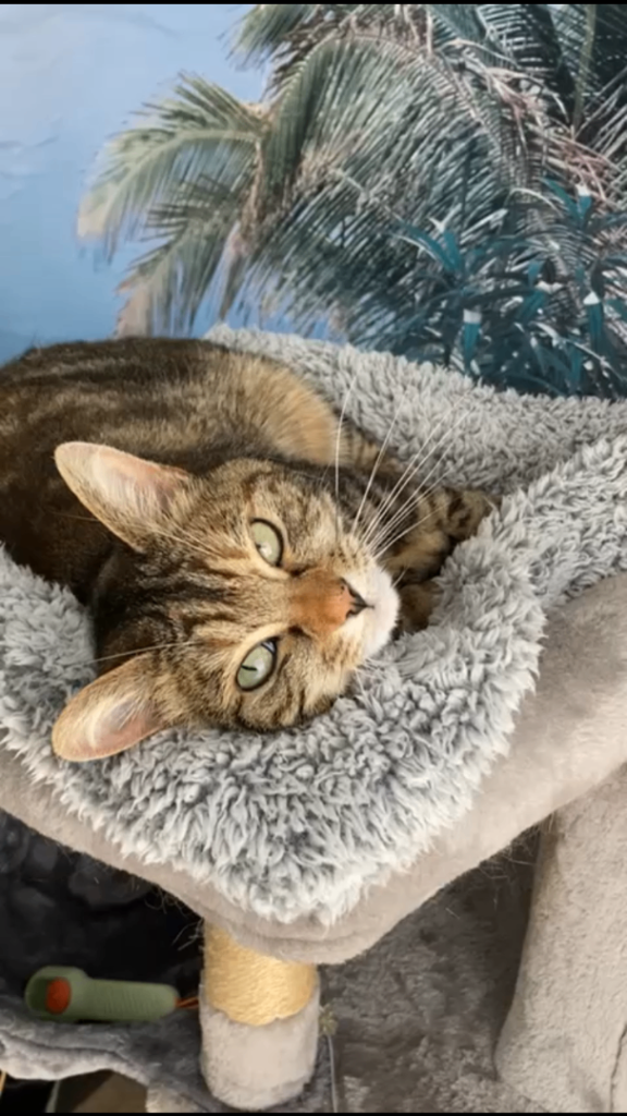 Sweet Cat looking for quiet home & garden Ayrshire