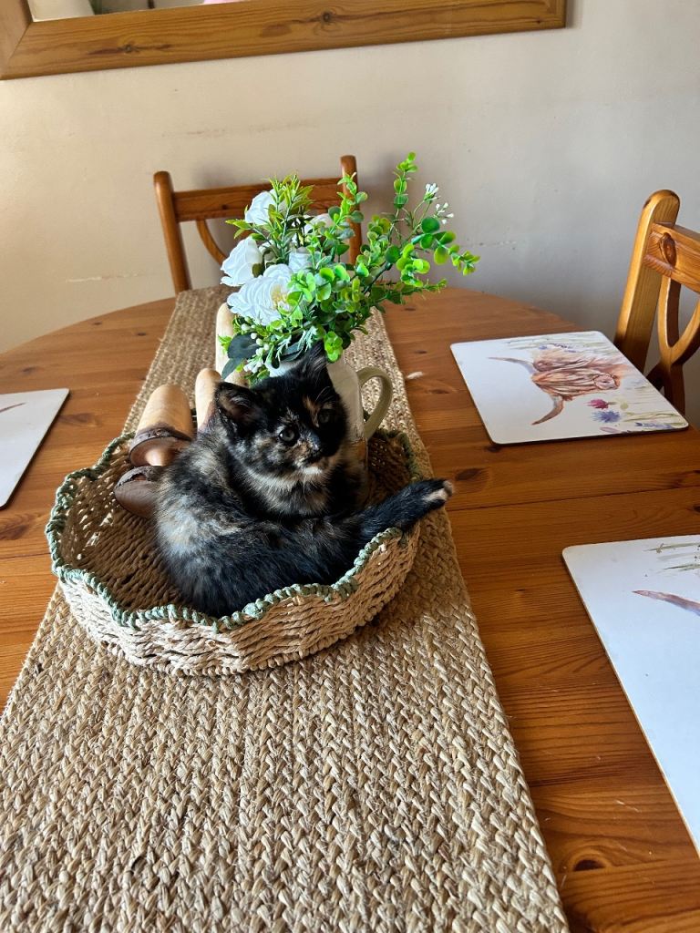 One female kitten available ready now 