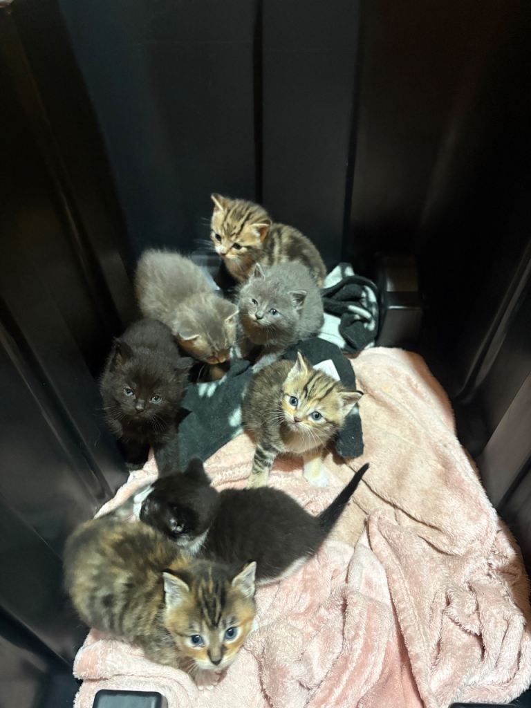 Half British short hair and half Siamese kittens 