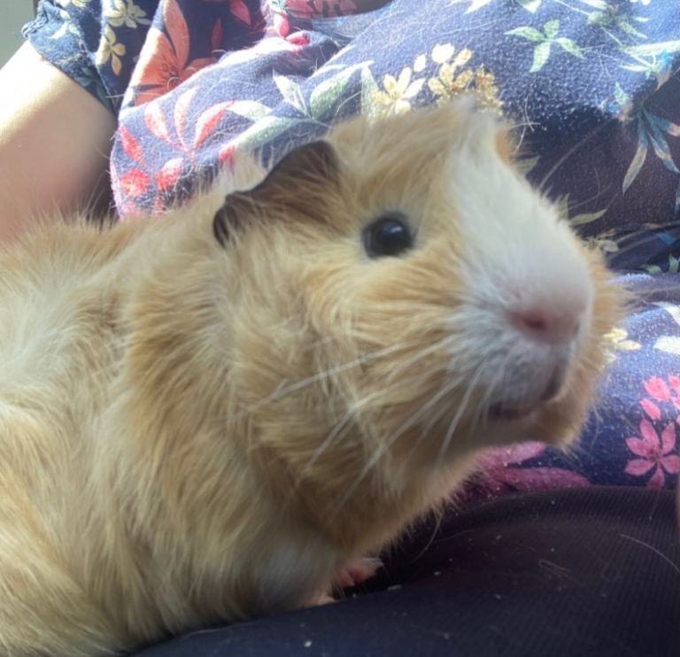 2x young male Guinea pigs for sale 