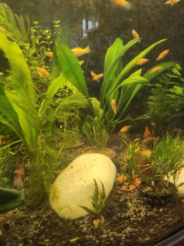 Various size Molly (inc Sailfin) Aquarium fish for sale