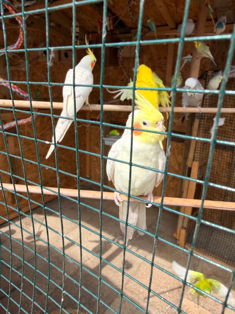 Lutino Cockatiel Pair with Cage for Sale