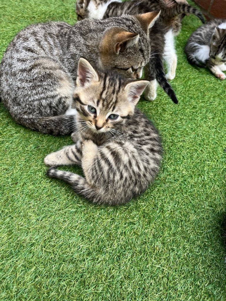 Bengal/tabby  kittens