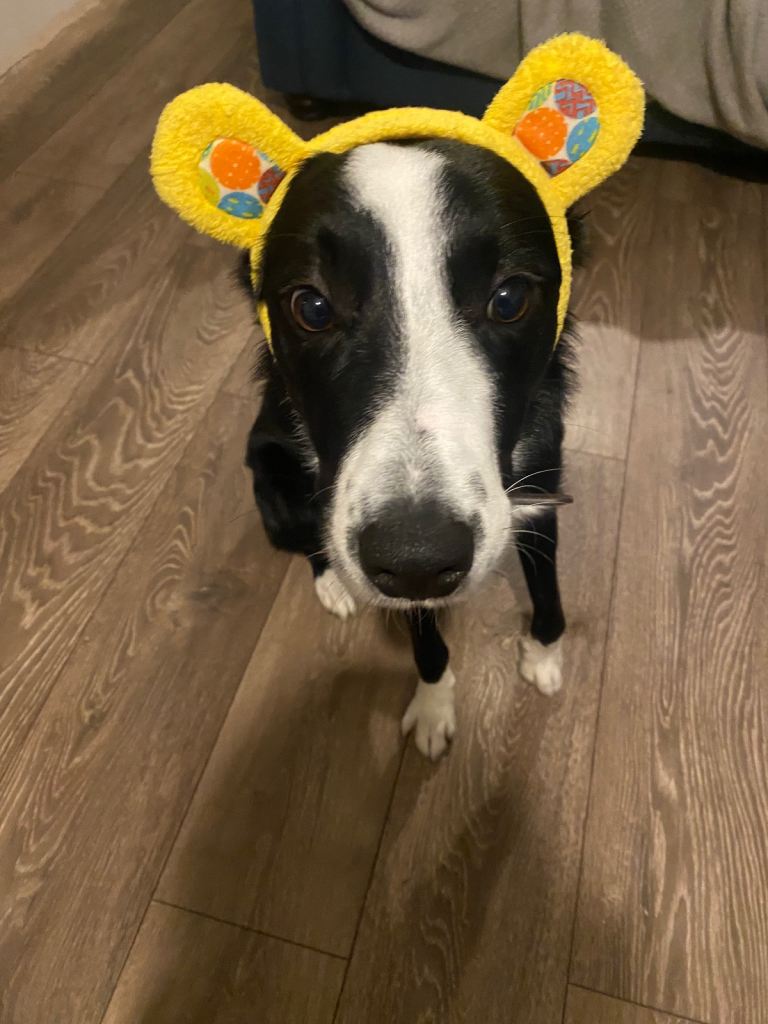 11 month old border collie 