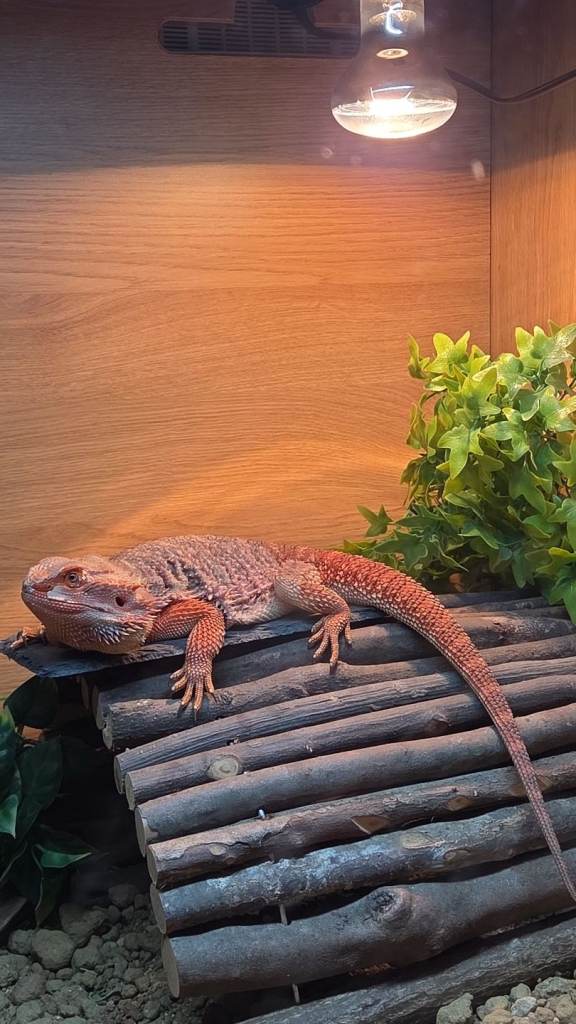 Male bearded dragon