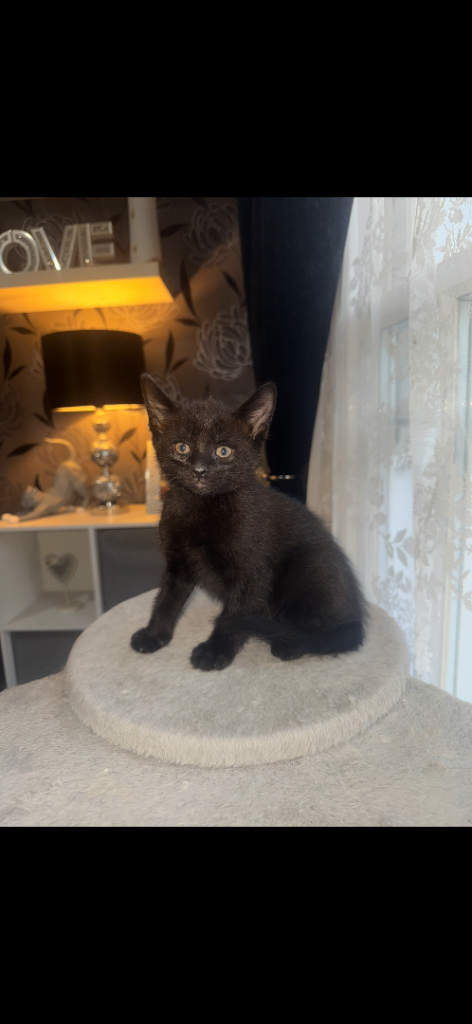 3 loving kittens for sale 