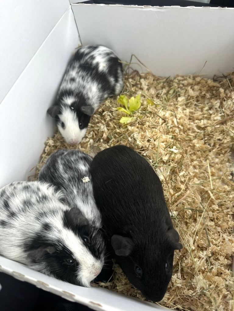 Guinea pigs for sale Adults and Babies 