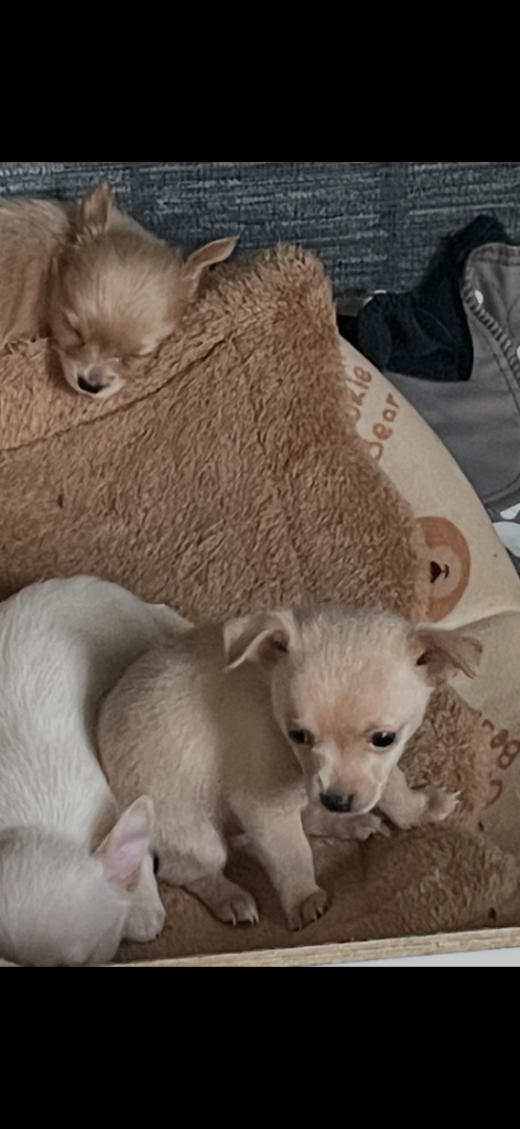 Chihuahua puppies 