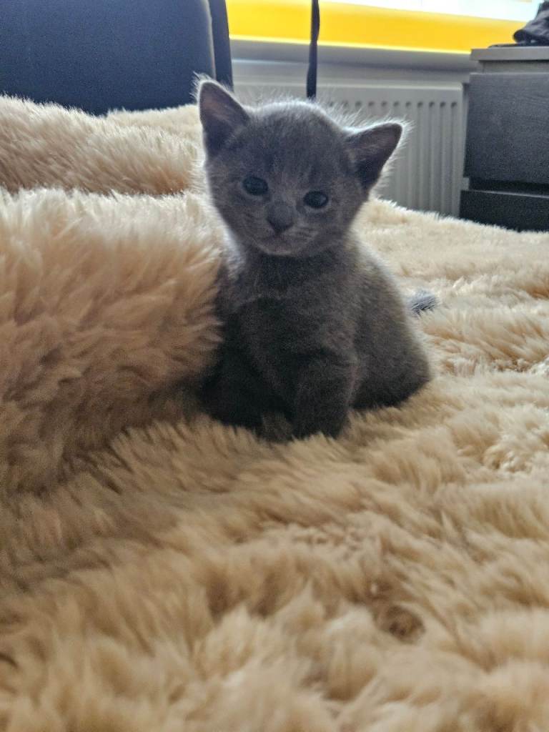 Russian Blue kitten's for sale