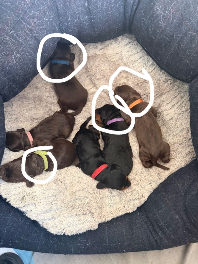 Beautiful sprocker litter