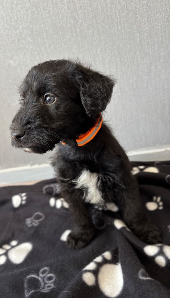 3 Bedlington x whippet puppies for sale 