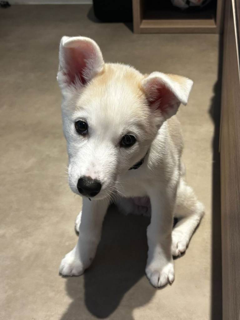 Beautiful Siberian Husky Puppy – Looking for a Loving New Home