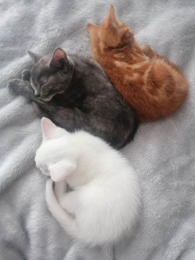 Sociable 10 week old kittens white, grey, ginger black and white