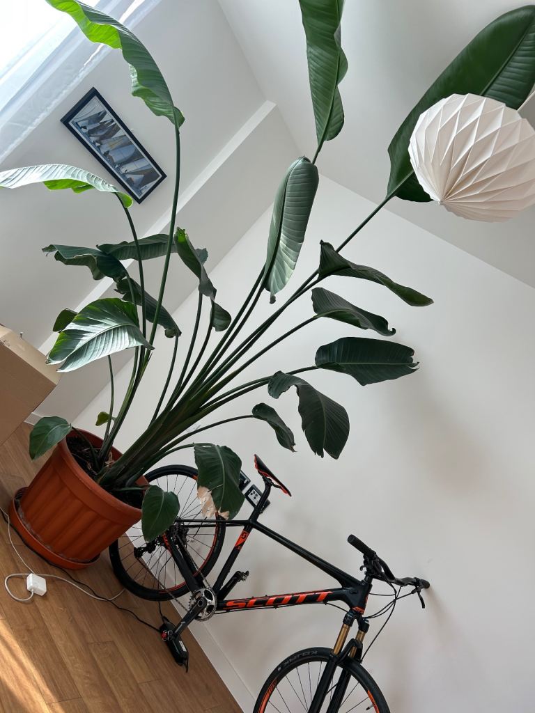 1yr old bird of paradise plant