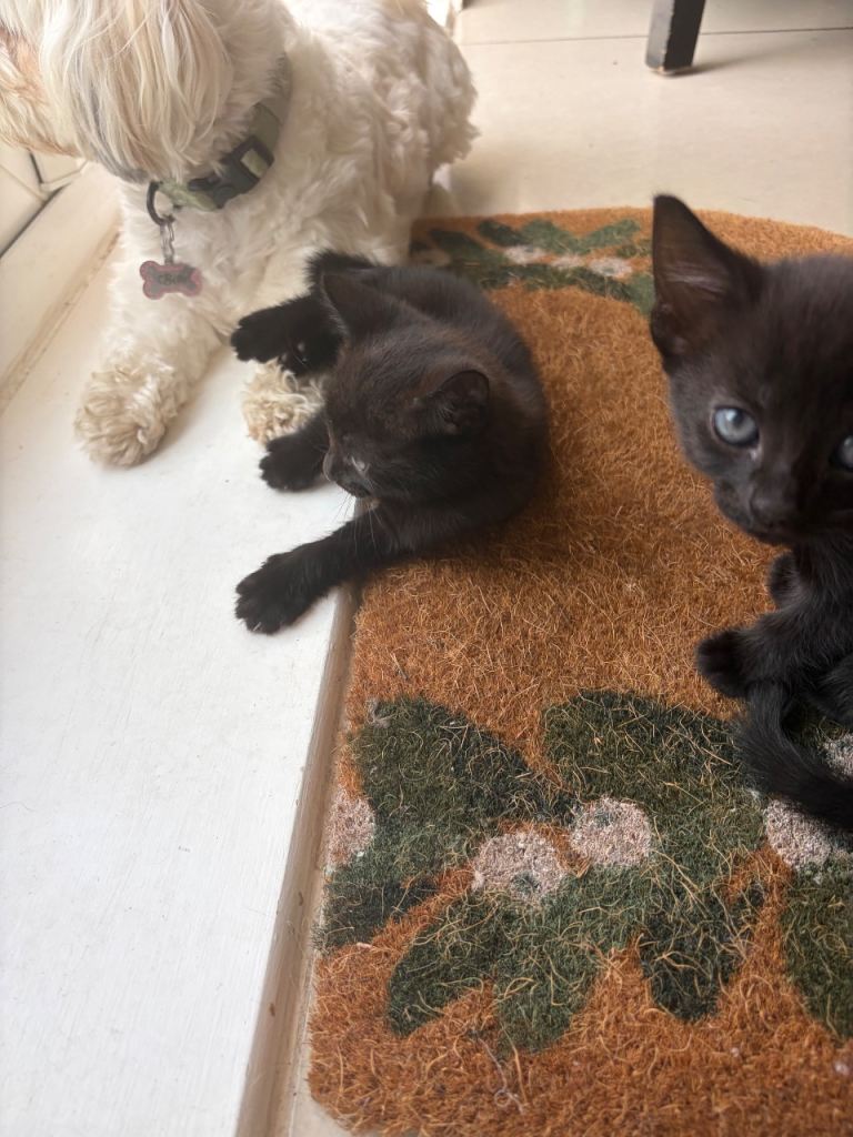 4 beautiful black kittens for sale 