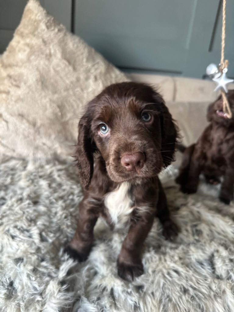 Male Cocker spaniel puppy 