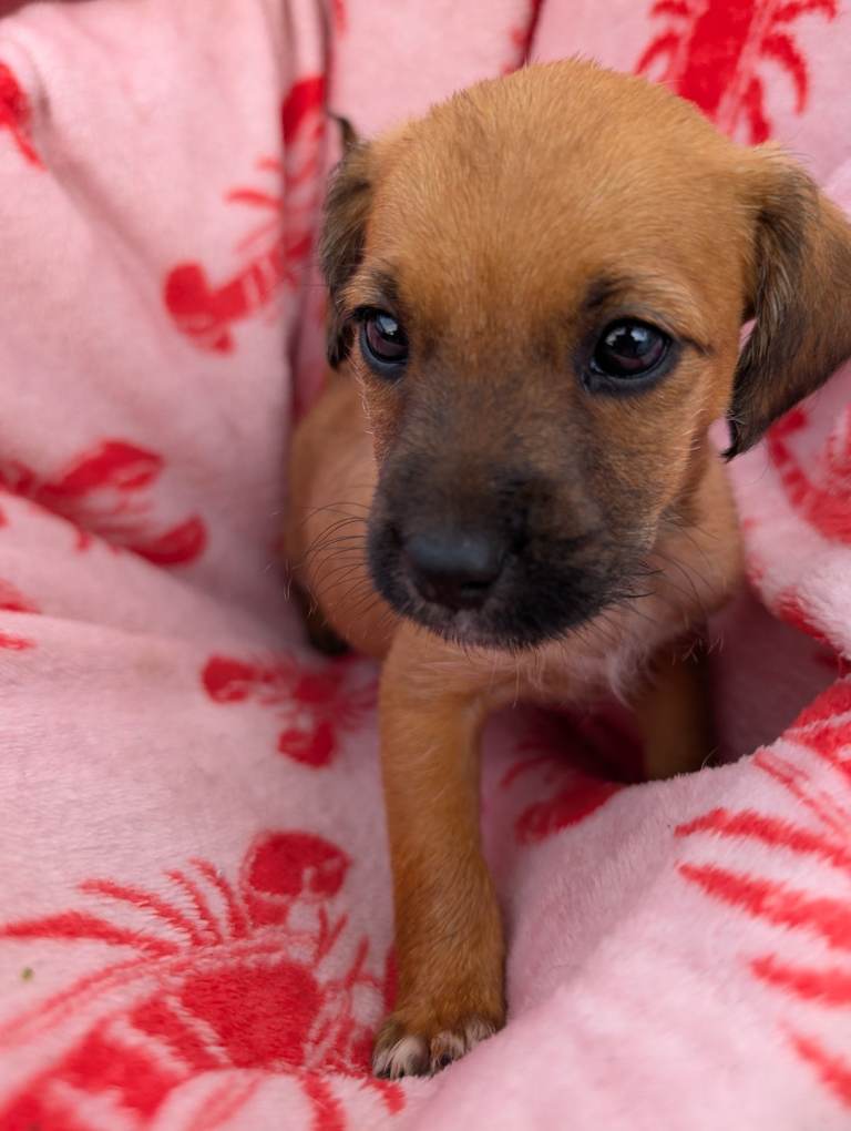 Jack russellcross terrier