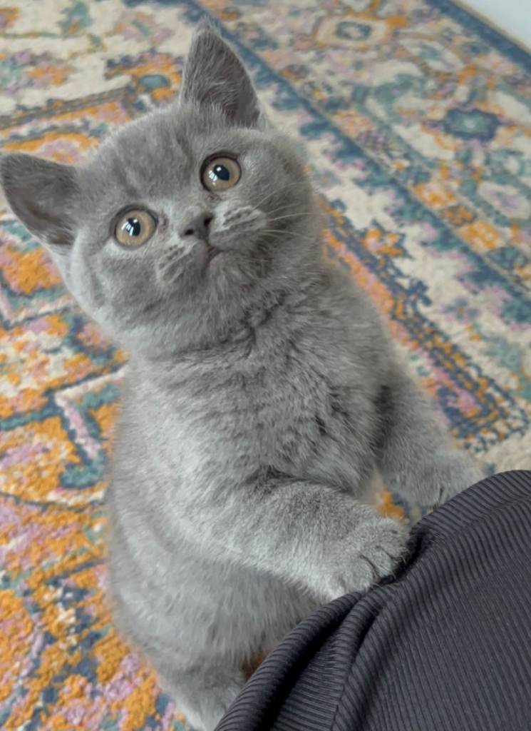 Beautifull British shorthair Kittens  Girls