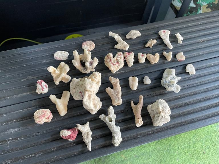 Rare Egyptian fossils 