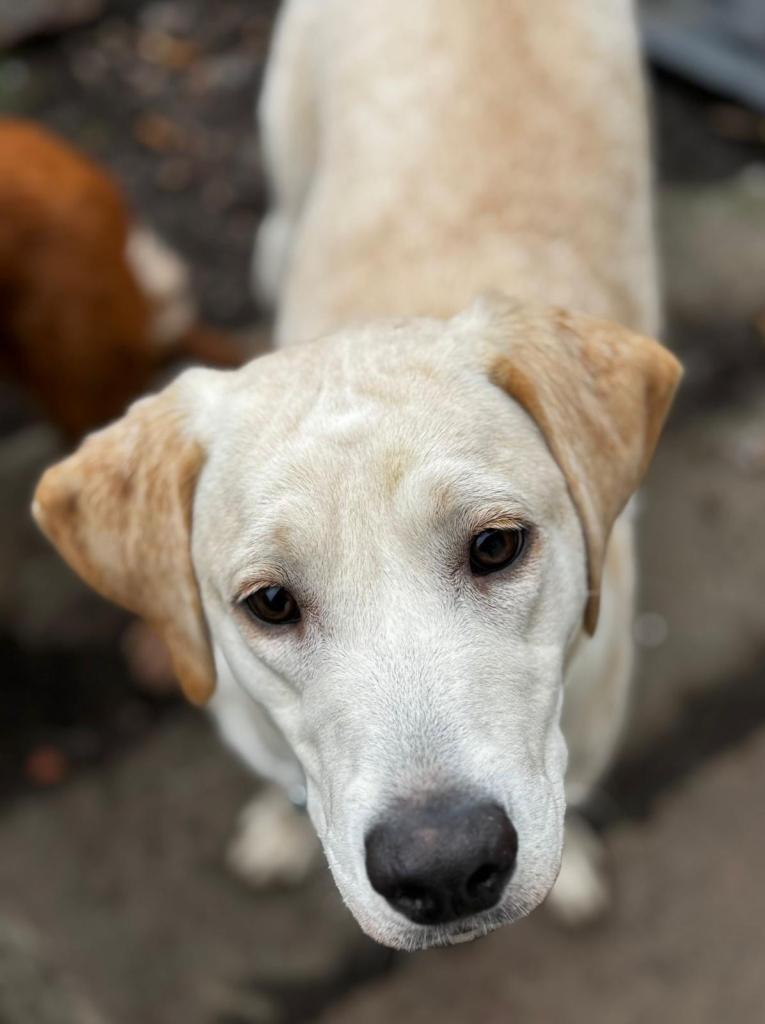 White female Labrador 