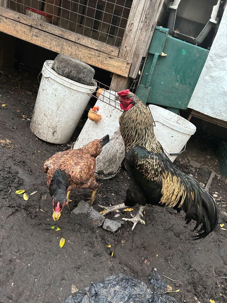 Aseel Rooster, hens and Pullets for sale