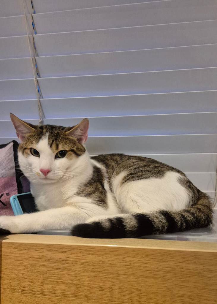 Beautiful and friendly boy kitten