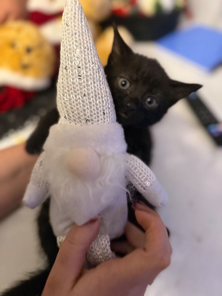 Gorgeous Kittens- Only black left