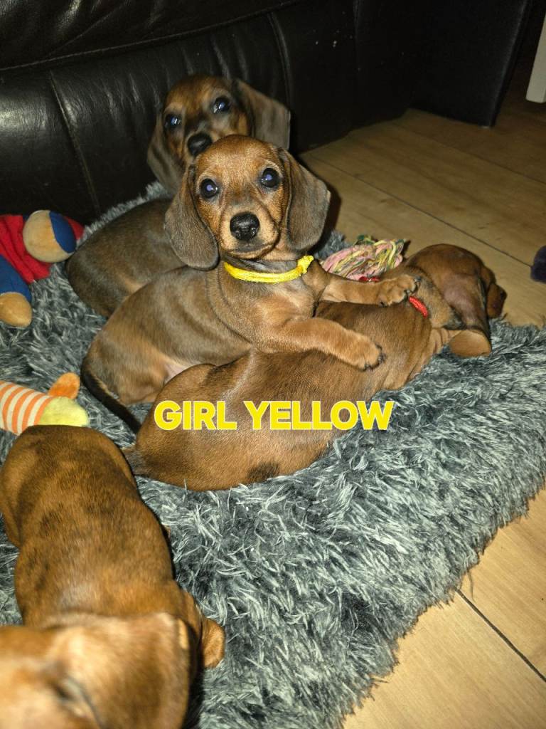 Ready now beautiful KC registered dachshunds ready for their new homes 