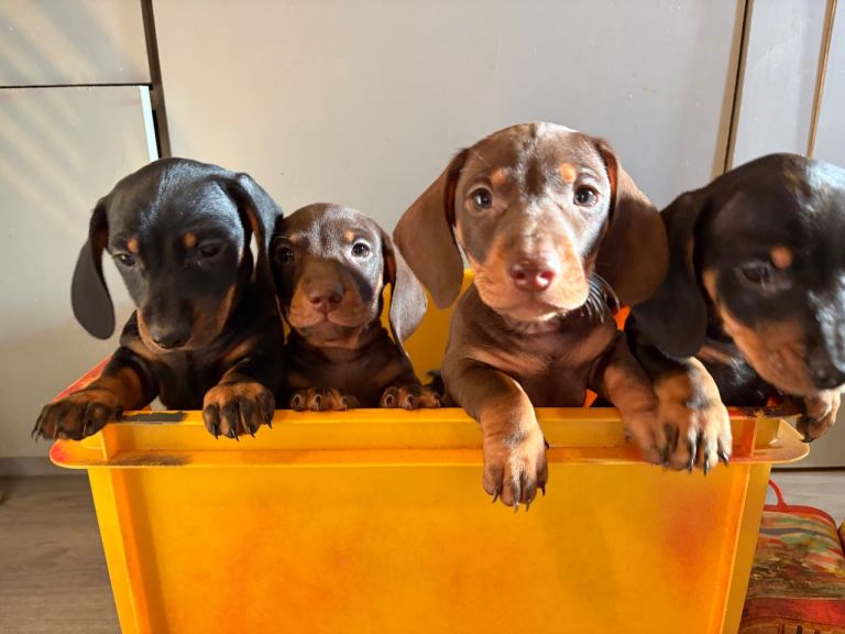 Miniature daschund puppy