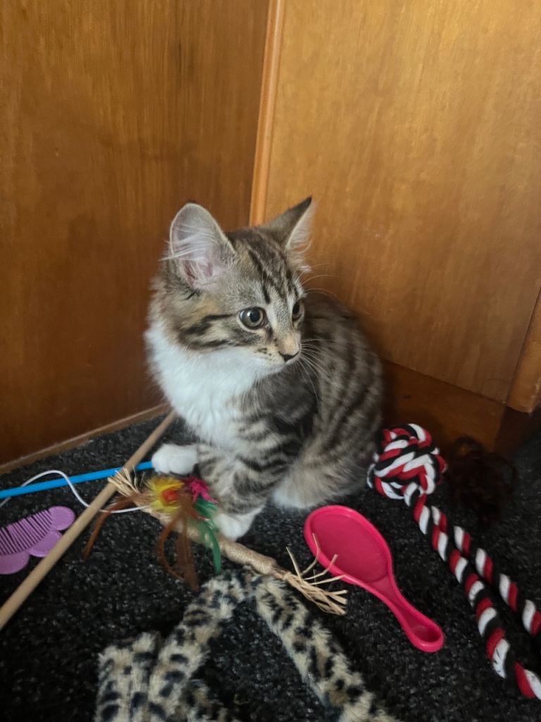 Beautiful mixed tabby kitten for sale