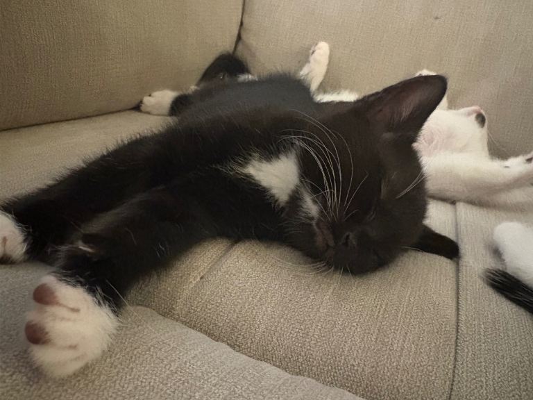 One male kitten available 