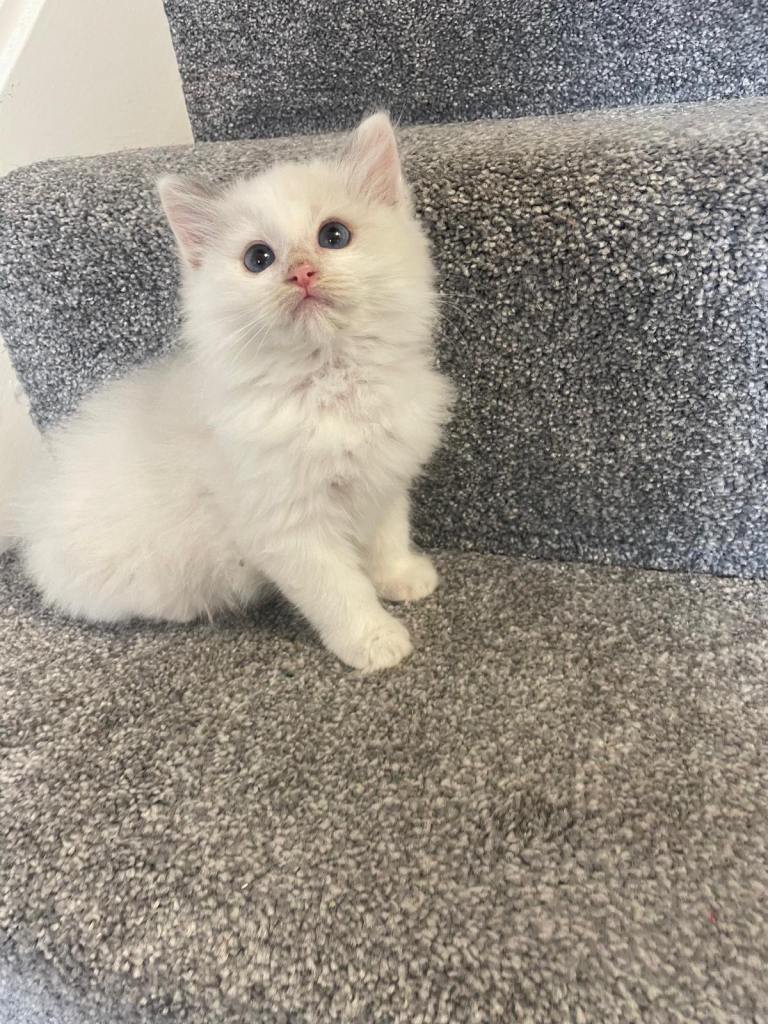 Pedigree Maine Coon X Pedigree Ragdoll Kittens 