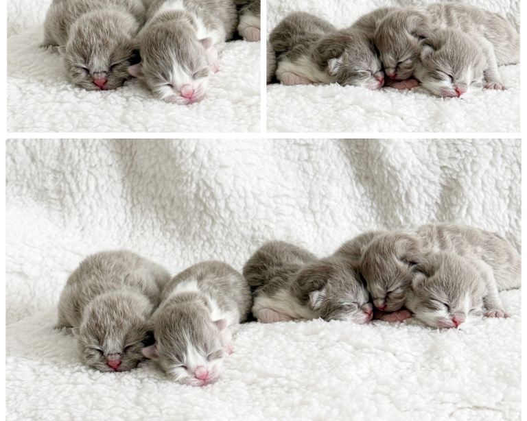 British shorthair kittens 