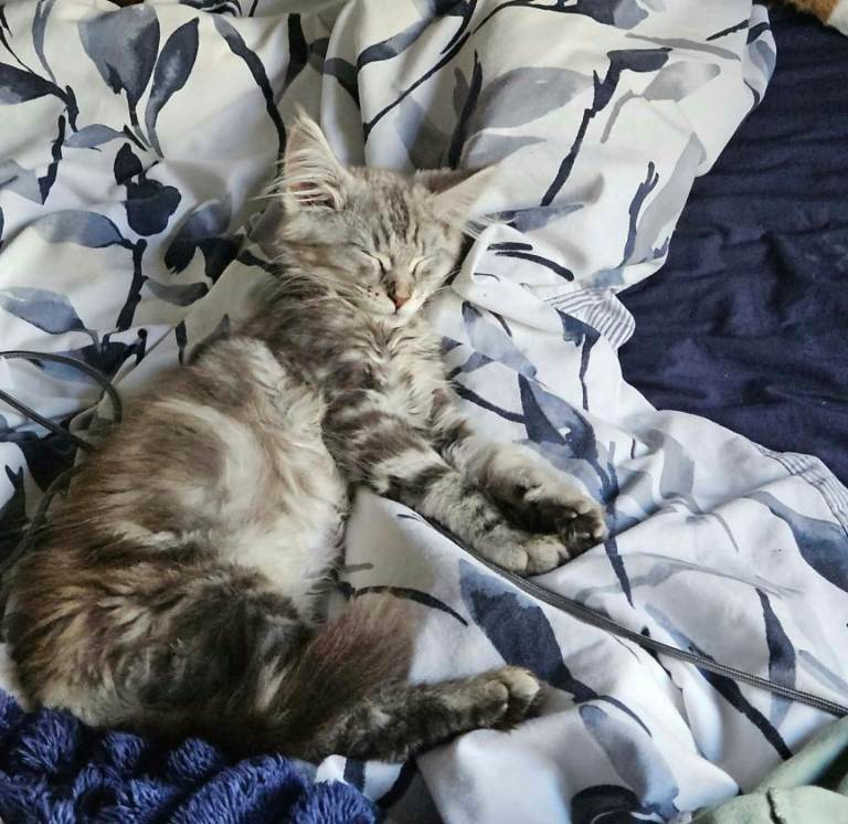 Main coon kitten