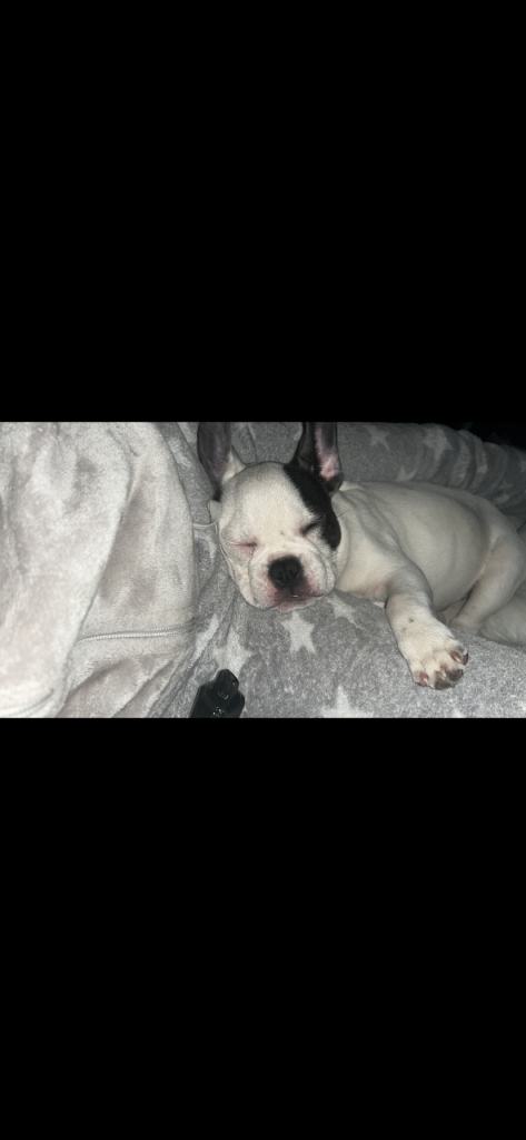 Male French bull dog 