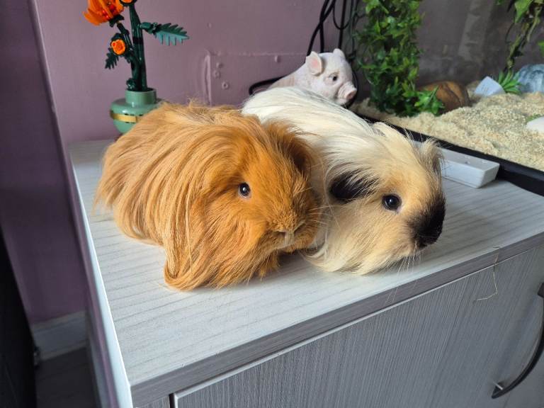 Sheltie male guinea pigs