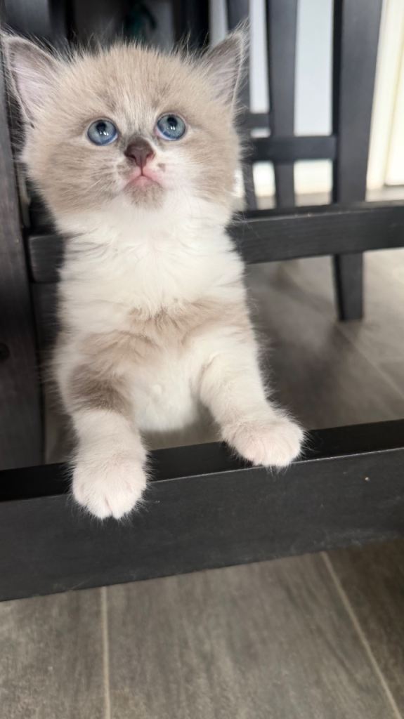 Rag doll cross kittens 