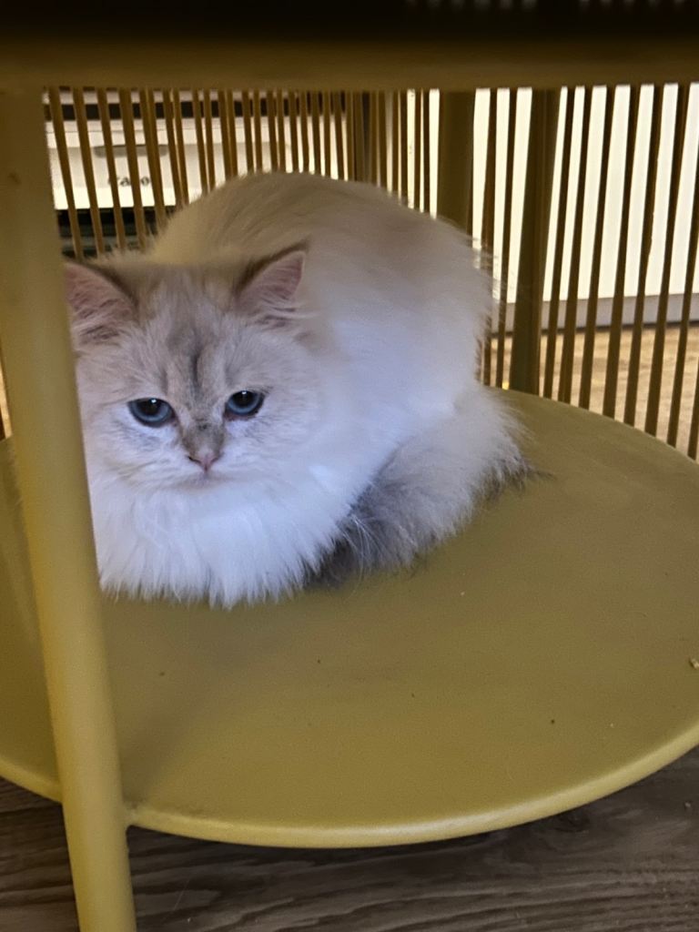 Lovely Cute Female British Longhair 