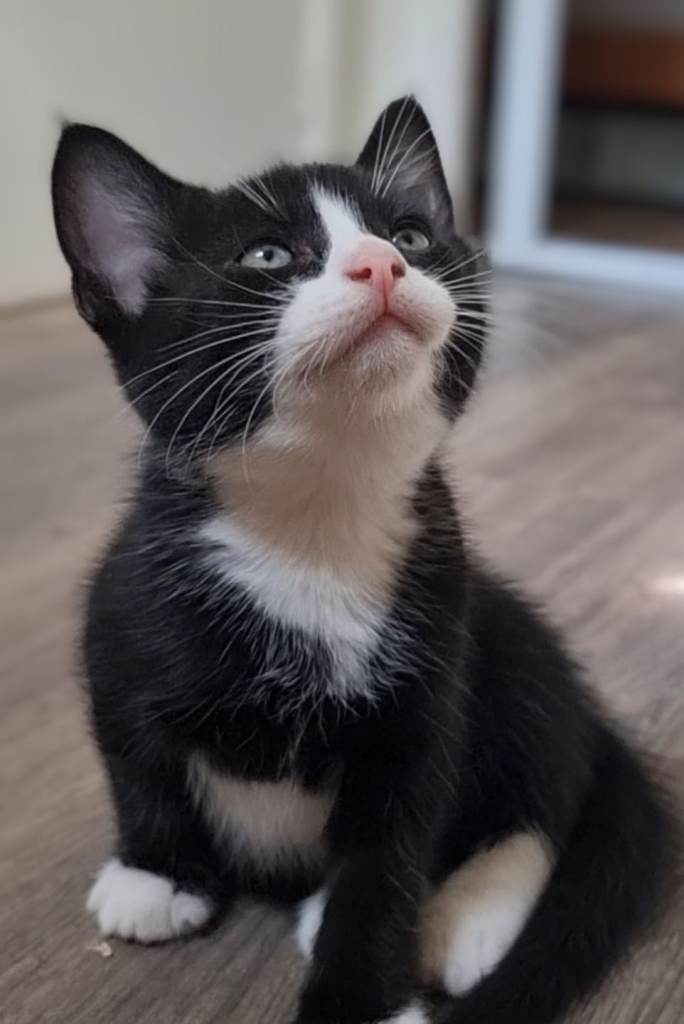 1 little boy left