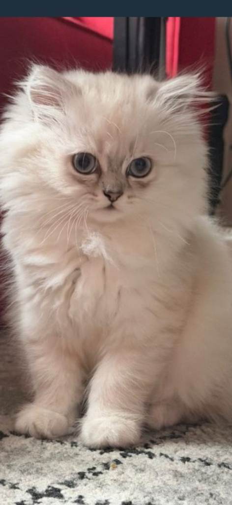 Persian chinchilla kitten 