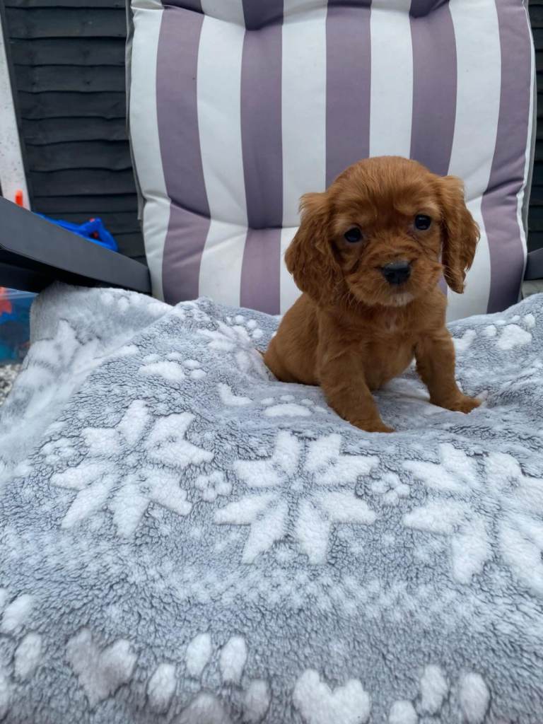Cavapoo puppies for sale 