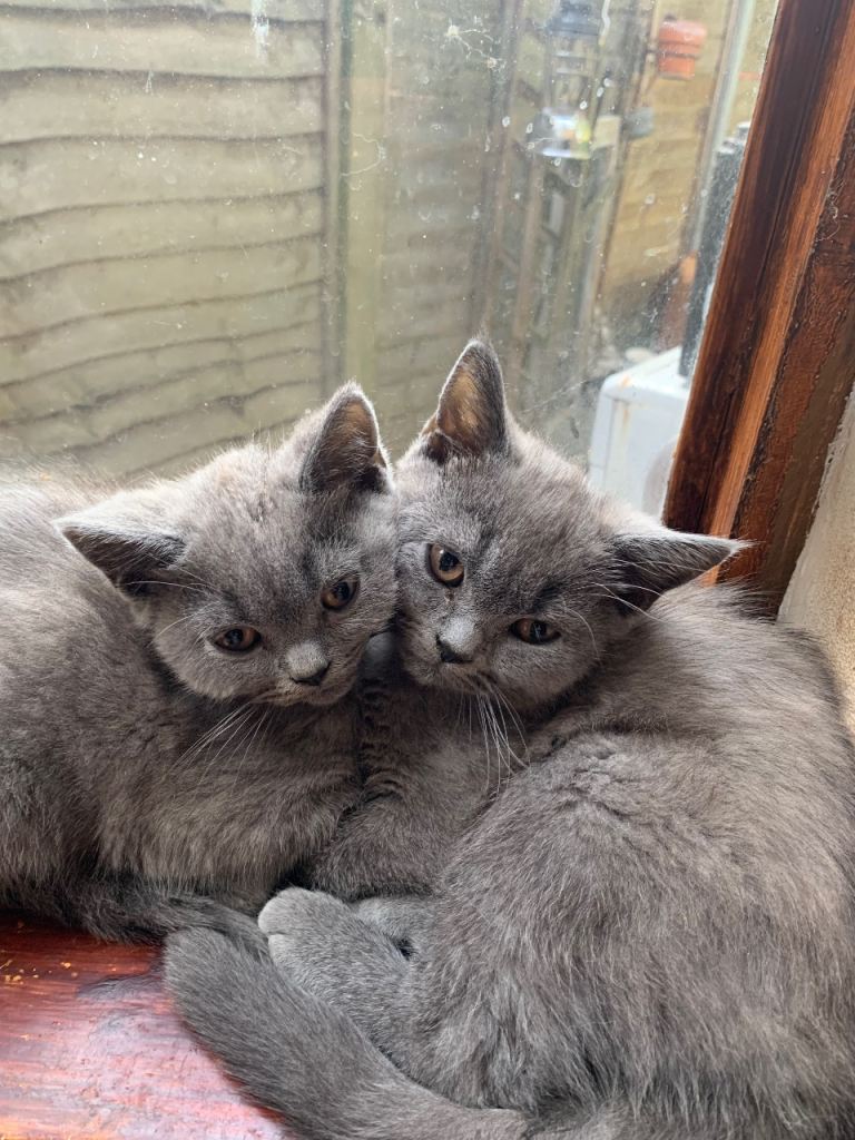 British short hair kittens for sale 