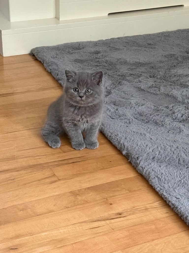 Chunky British shorthair kittens