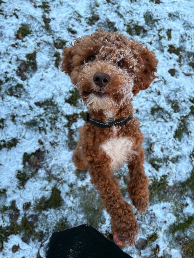 Beautiful 11-Month-Old Red Cockapoo x Miniature Poodle – Female