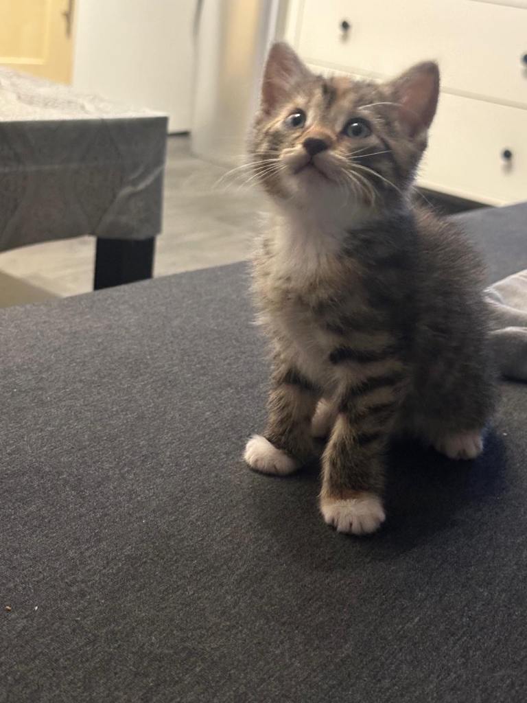 2 kittens