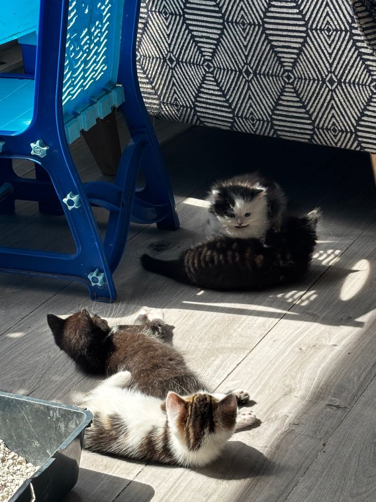 Kittens ready for their new homes